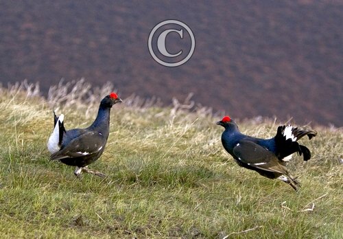 Pair Black Grouse Fighting DM1017
